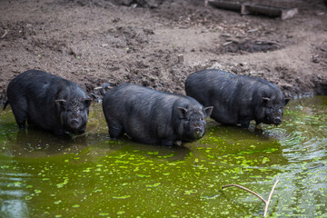 Three black pigs are drinking from a pond