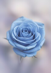 Single light blue rose close up