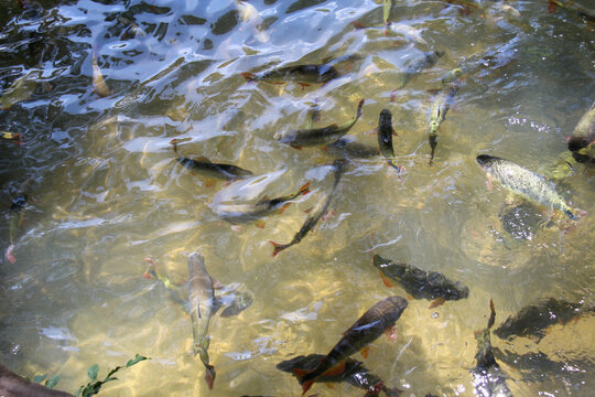 Piraputanga(Brycon hilarii or Brycon microlepis)