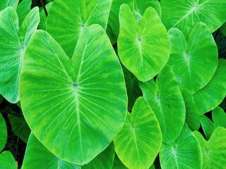 green leaves background