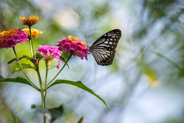 A striking black-and-white butterfly, possibly a Common Mime, delicately perches on a cluster of vibrant pink and yellow lantana flowers.