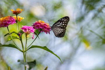 A striking black-and-white butterfly, possibly a Common Mime, delicately perches on a cluster of vibrant pink and yellow lantana flowers.