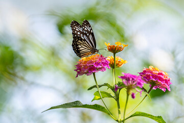 A striking black-and-white butterfly, possibly a Common Mime, delicately perches on a cluster of vibrant pink and yellow lantana flowers.