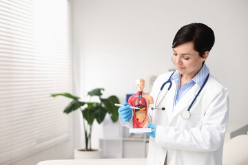 Gastroenterologist showing stomach in human anatomy mannequin at clinic. Space for text