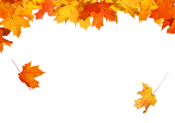 Beautiful yellow,red,orange foliage isolated. Natural background. Border frame of colorful leaves. Vibrant fall colors 
