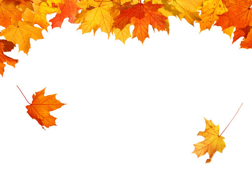 Beautiful yellow,red,orange foliage isolated. Natural background. Border frame of colorful leaves. Vibrant fall colors 
