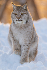 Majestic lynx in a snowy forest © kjekol