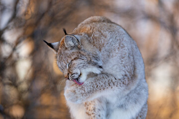 Lynx grooming in winter wilderness