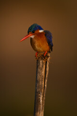 Malachite kingfisher on leaning post staring down