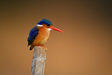Malachite kingfisher on leaning post faces right