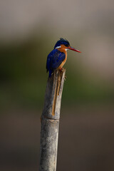 Malachite kingfisher on guano-stained post looks down