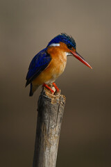 Fototapeta premium Malachite kingfisher on marker post stares down