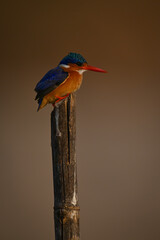Malachite kingfisher on marker pole in profile