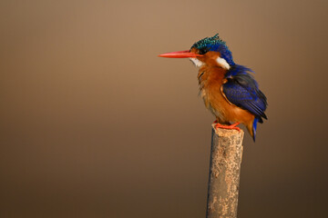 Malachite kingfisher on marker post faces left