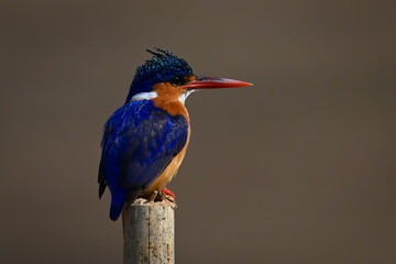 Malachite kingfisher on marker post stares right