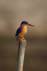 Fototapeta premium Malachite kingfisher on marker post looks down