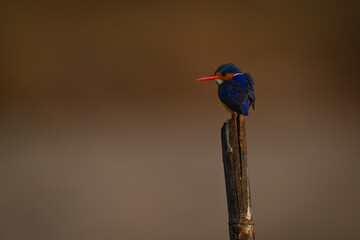 Malachite kingfisher on pole stares over shoulder