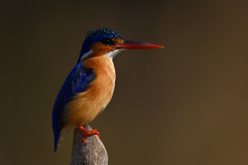 Malachite kingfisher on post against golden background