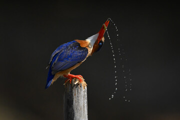 Malachite kingfisher on post shakes in spray