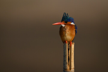 Malachite kingfisher on post against bokeh background