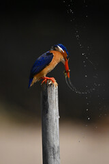 Malachite kingfisher on post shakes wet prey