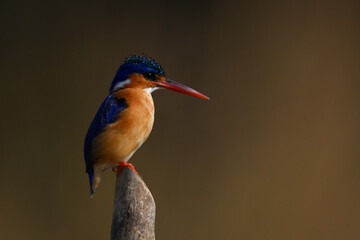 Malachite kingfisher on post with golden background