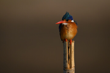 Malachite kingfisher on post with bokeh background