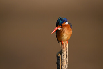 Malachite kingfisher on post searching for prey