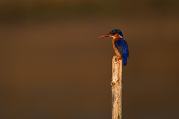 Malachite kingfisher on sawn-off post watches camera