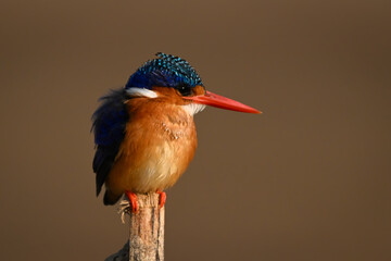 Malachite kingfisher on post searching for food