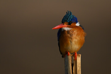 Malachite kingfisher on post with blurred background