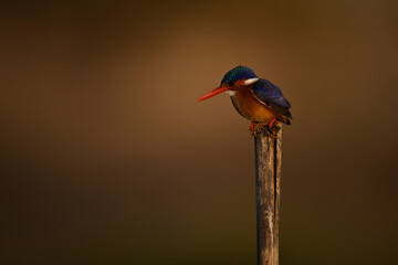Malachite kingfisher on marker post leans forward