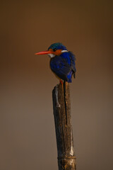 Malachite kingfisher on pole staring over shoulder