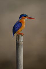 Malachite kingfisher on marker post in profile