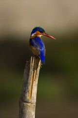 Malachite kingfisher on post looks over shoulder