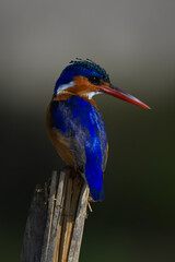 Malachite kingfisher on post staring over shoulder