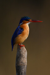 Malachite kingfisher on post with golden backdrop