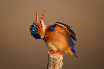 Malachite kingfisher on post twists beak upwards