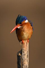 Malachite kingfisher on post searching for fish
