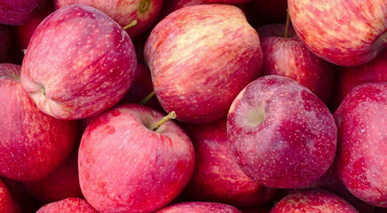 Lustrous apples bask under autumn whispers, evoking the Harvest Moon Festival, nutritious bounty, and artful abundance