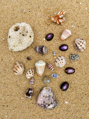 Intricate sand-buried seashells evoke treasure troves of nostalgia, perfect for a whimsical Sable Island Heritage and Periwinkle Day celebration