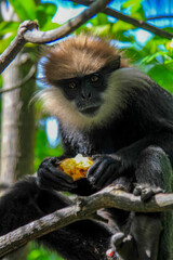 A dusky monkey savors a sunlit fruit in lush foliage, embodying Earth Day's biodiversity and Monkey...