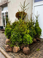 Clustered conifer saplings, harbingers of Yule's evergreen promise, lushly nestled for Beltane...