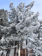 Snow-kissed evergreens whisper secrets of Yule, Embrace of Winter's Night, frosted tranquility beneath cerulean skies