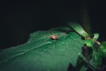 Baby Spinne