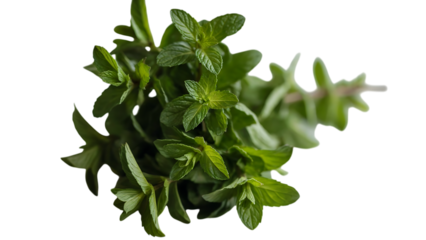 Fresh bunch of green mint isolated on transparent background, showcasing its vibrant color and aromatic qualities