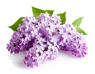 Lilac bouquet close-up