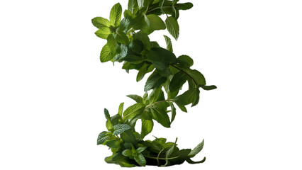 Fresh green mint leaves isolated on transparent background, a fragrant herb for culinary and medicinal use, with a refreshing aroma