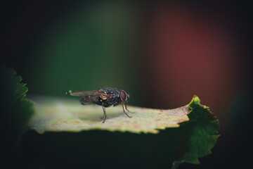 Fliege