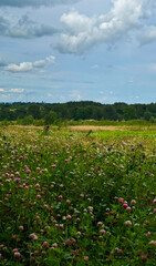 Wildflower meadow under cotton candy skies, celebrating Lughnasadhs bountiful embrace, whispers secrets of ancient Celtic lands